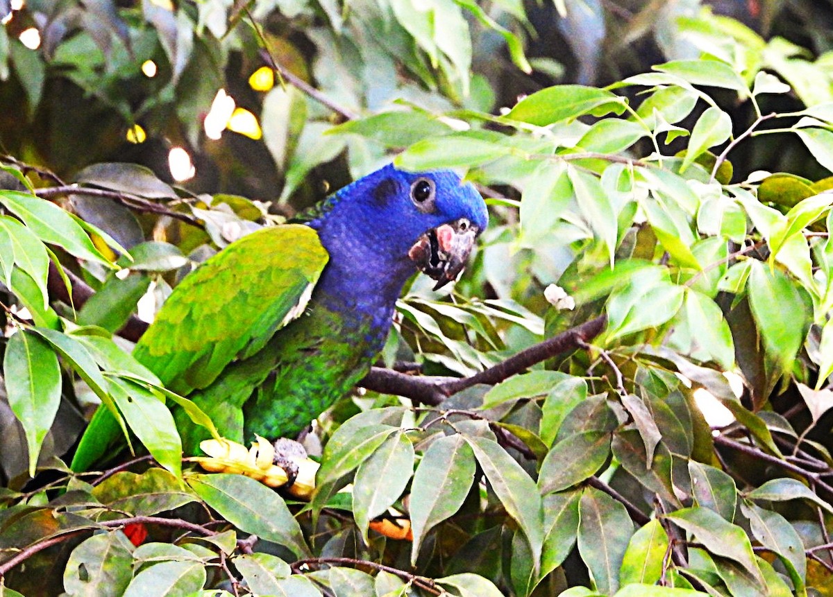 Blue-headed Parrot - ML623116709