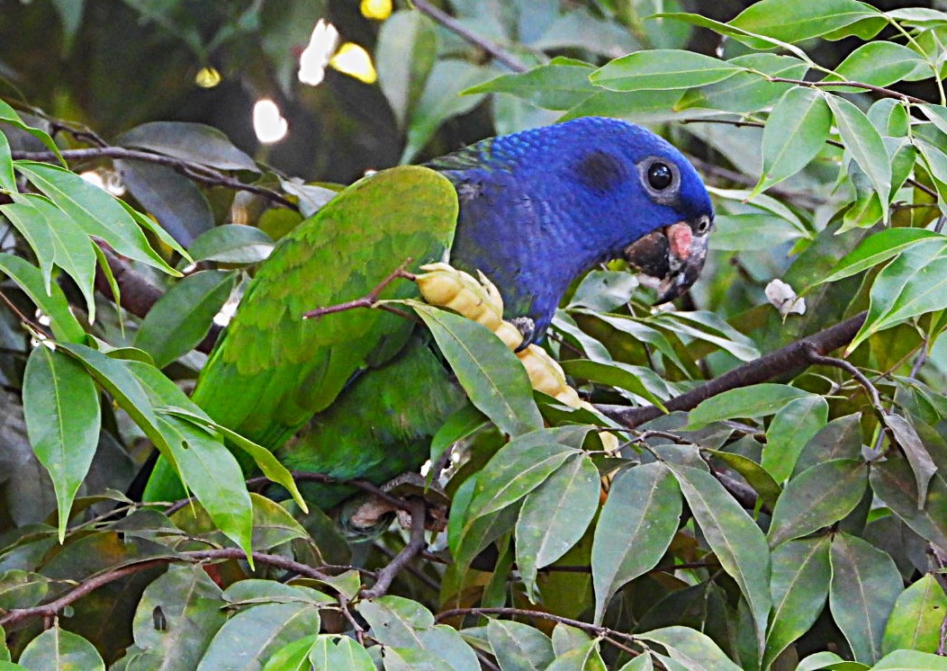 Blue-headed Parrot - ML623116796