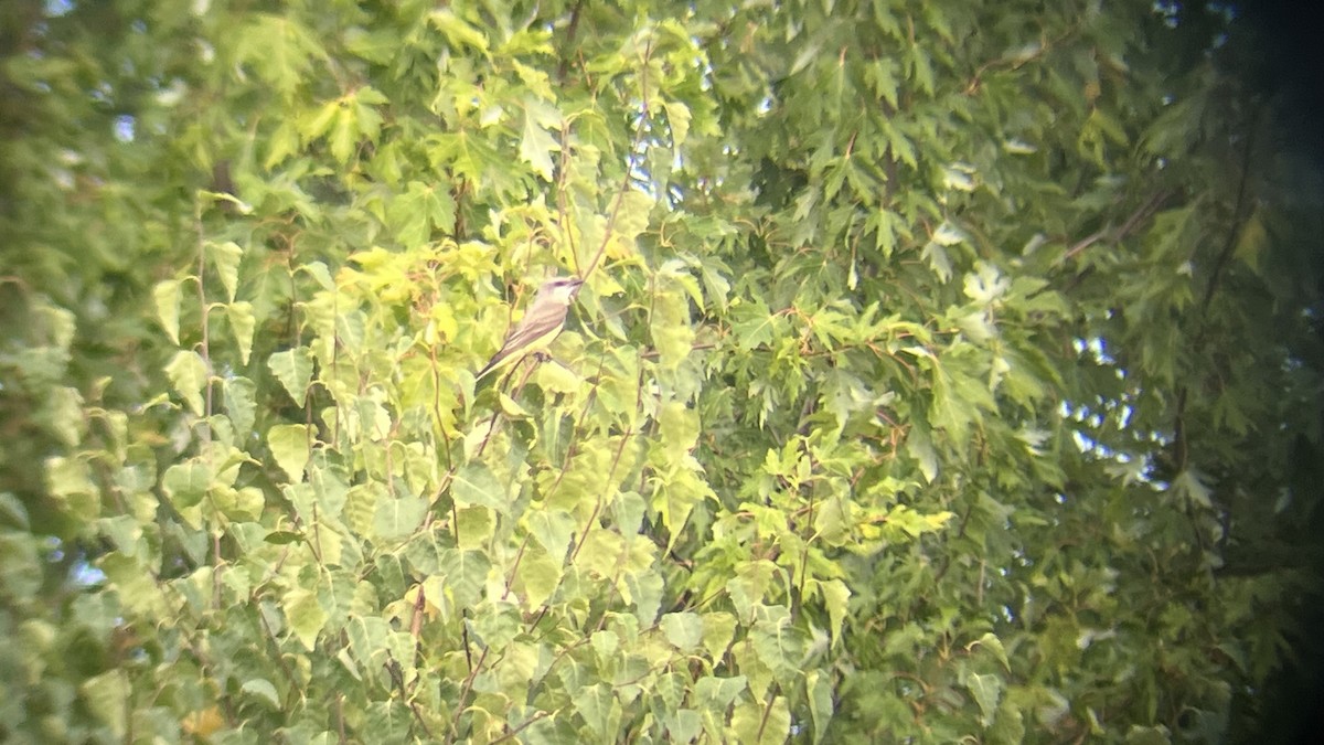 Western Kingbird - Devin Banning