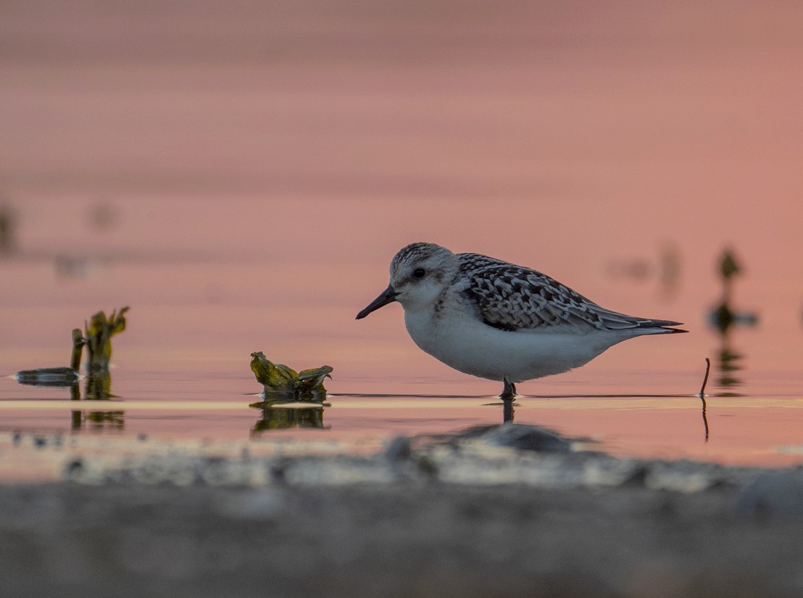 Sanderling - ML623116861