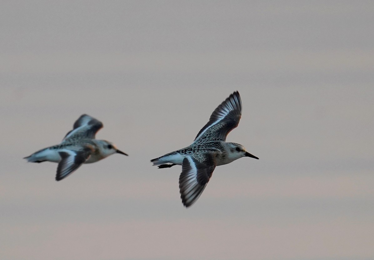 Sanderling - ML623116862