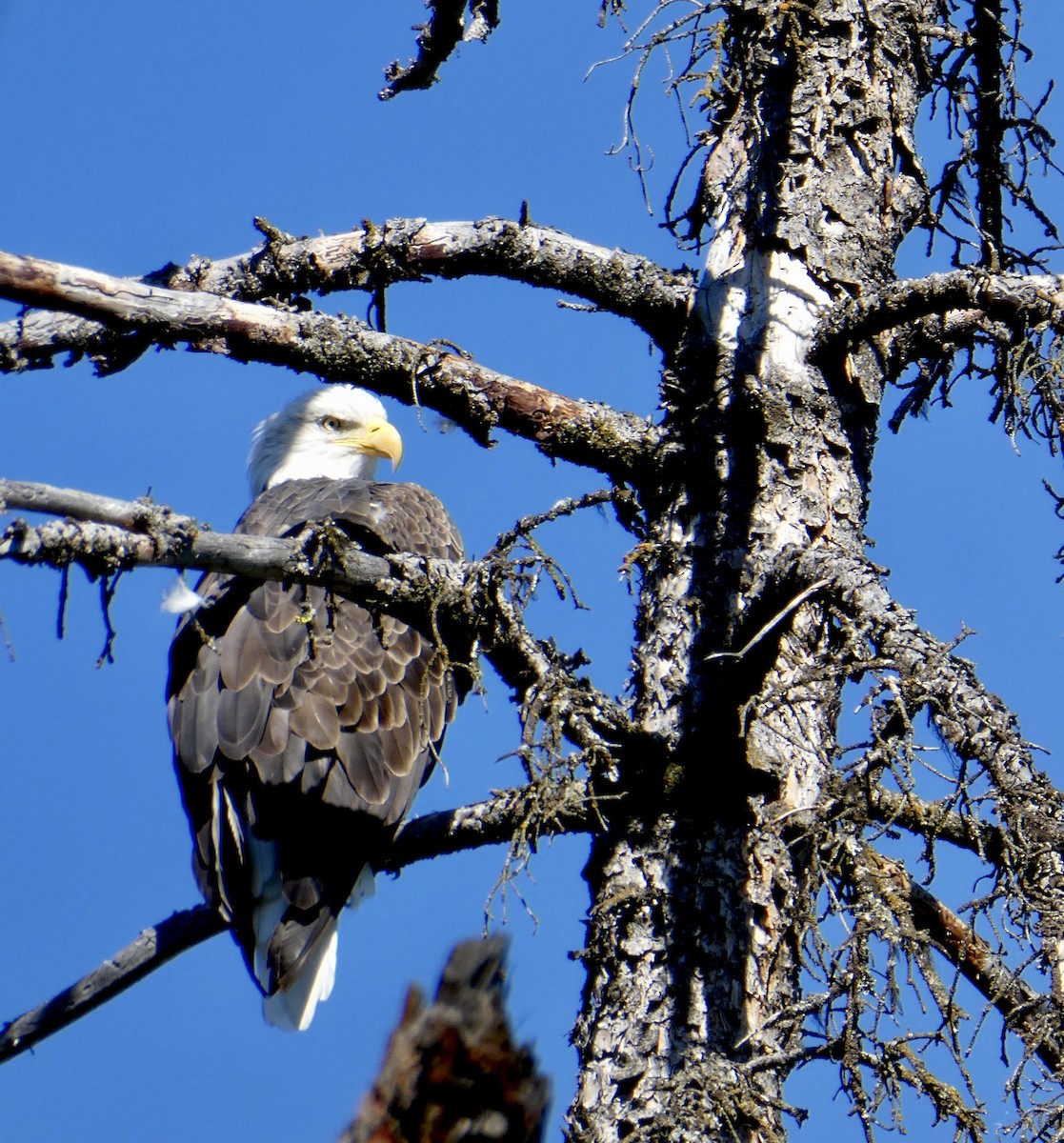 Bald Eagle - ML623116871