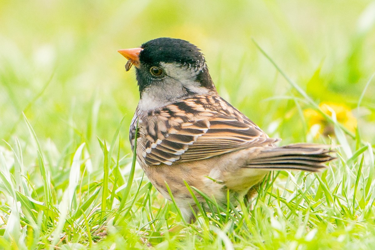 Harris's Sparrow - ML623116908