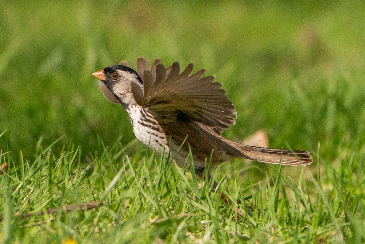 Harris's Sparrow - ML623116917