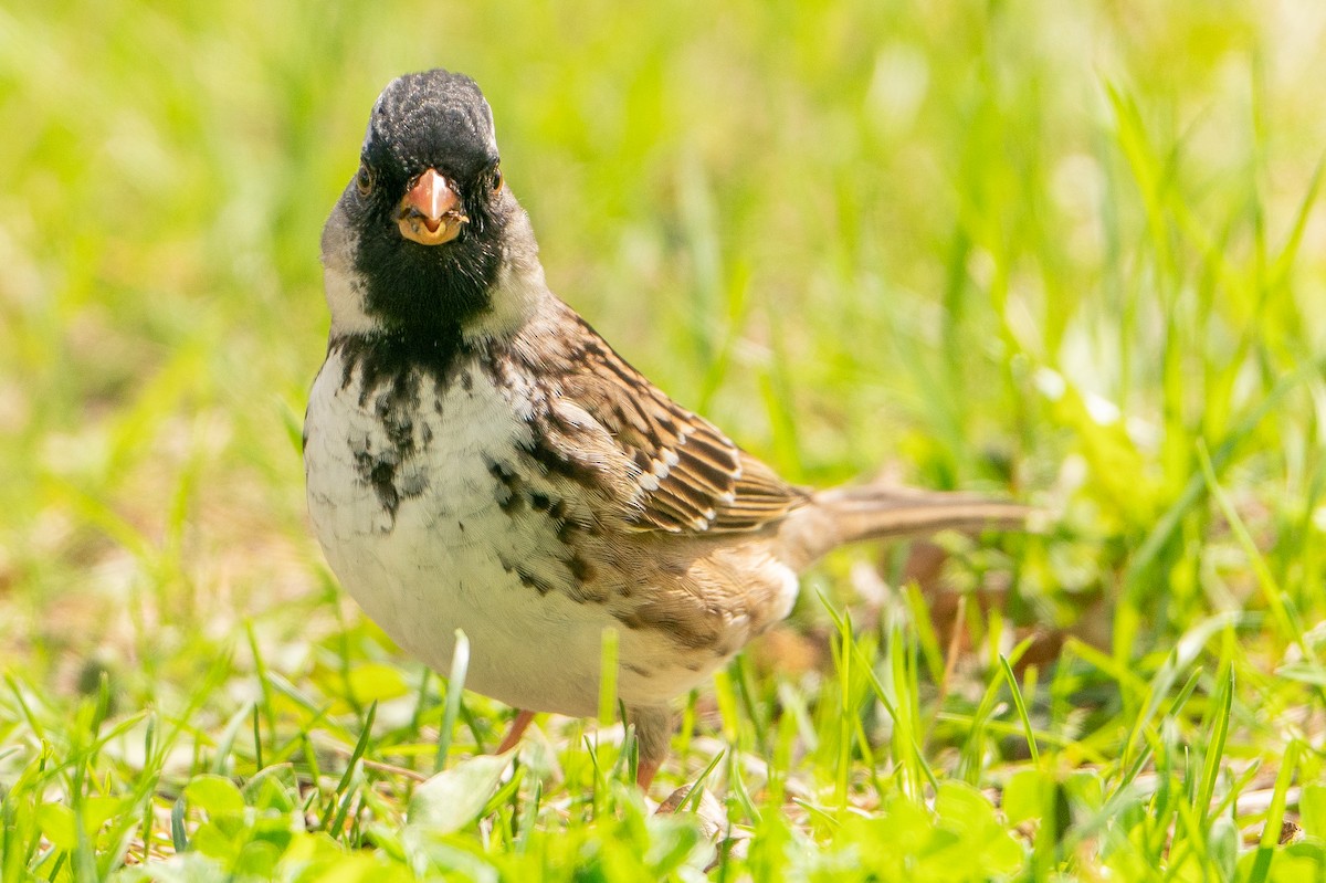 Harris's Sparrow - ML623116919