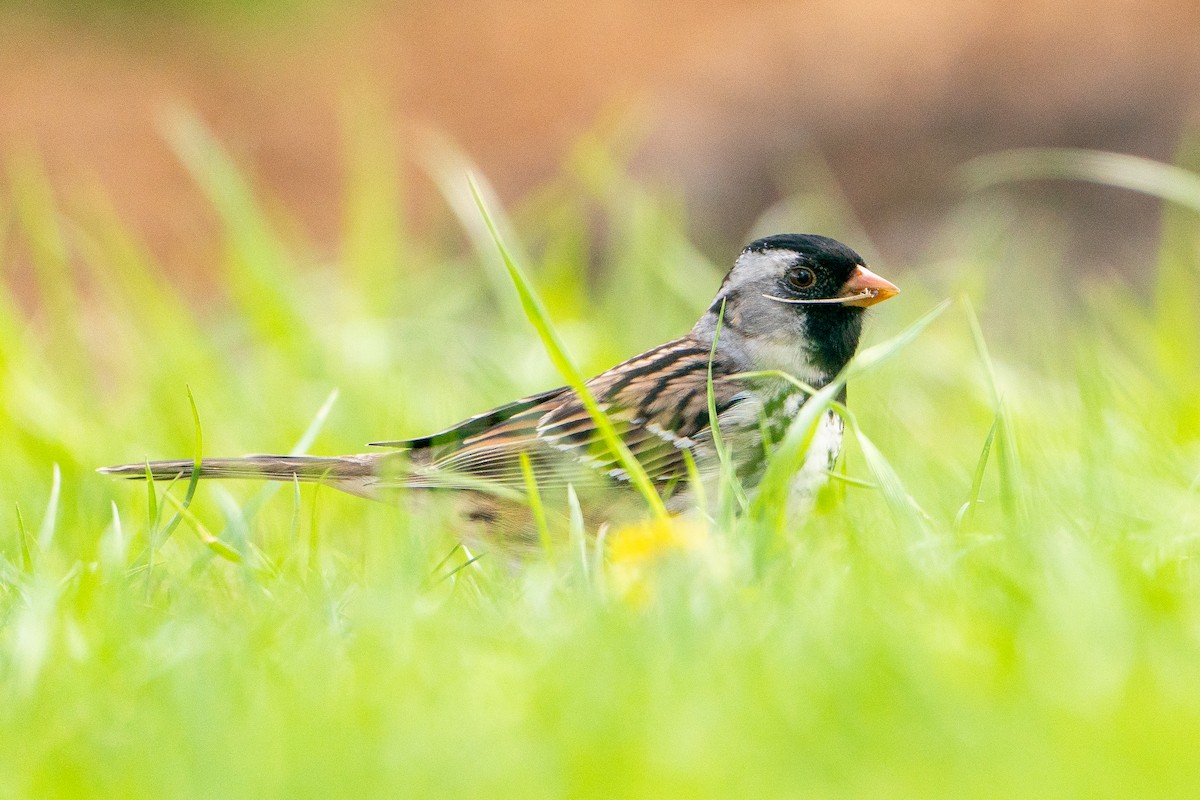 Harris's Sparrow - ML623116922