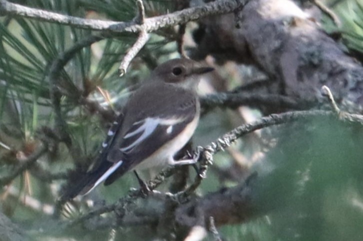 European Pied/Collared/Semicollared Flycatcher - ML623116983