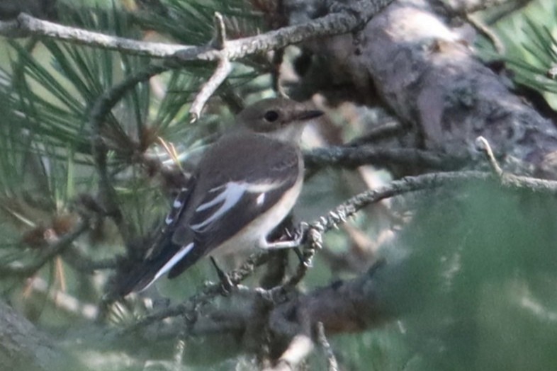 European Pied/Collared/Semicollared Flycatcher - ML623116984