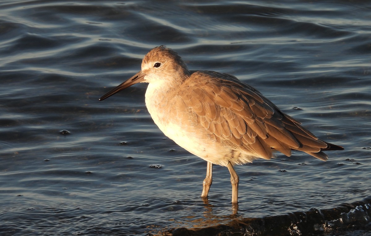 Willet - ML623116991