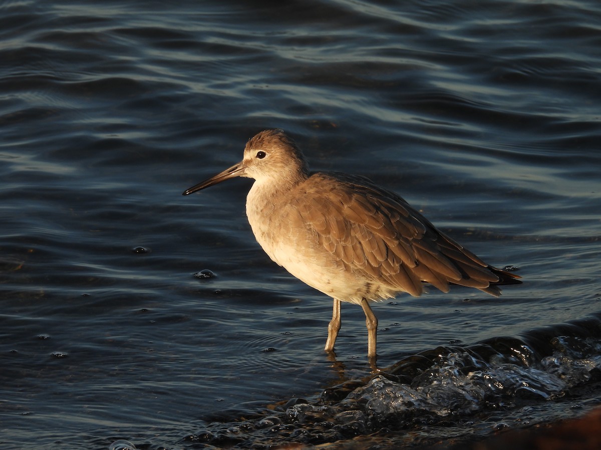 Willet - ML623116992