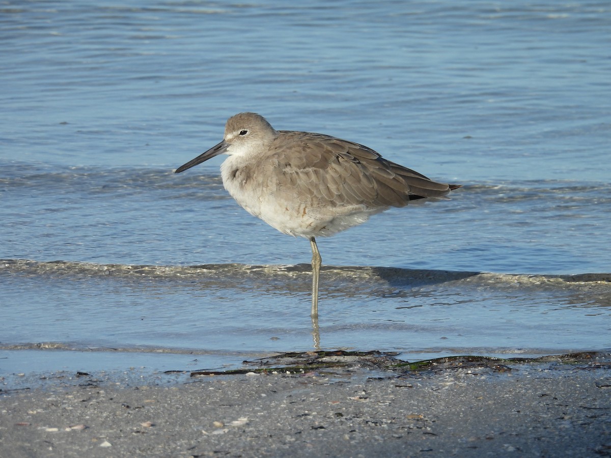 Willet - ML623116993