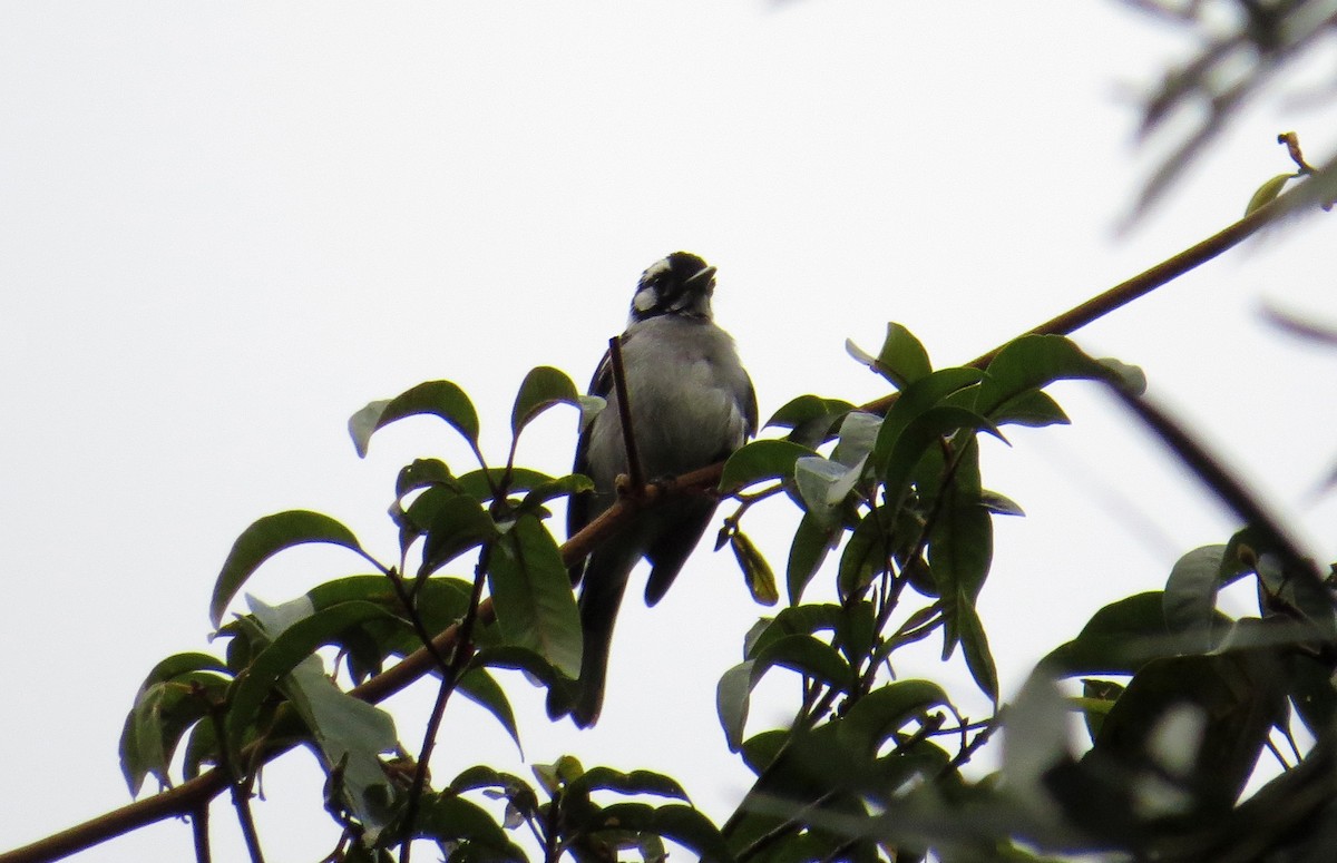 White-eared Monarch - ML623117076