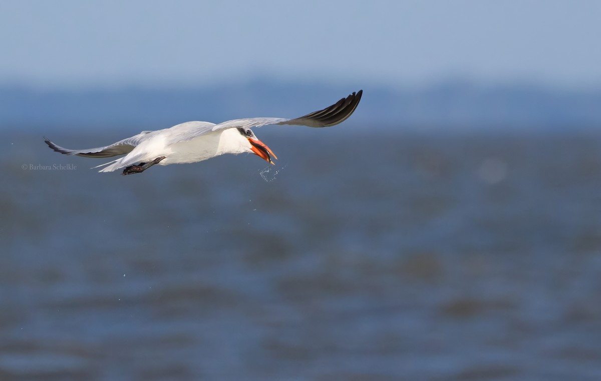 Caspian Tern - ML623117078