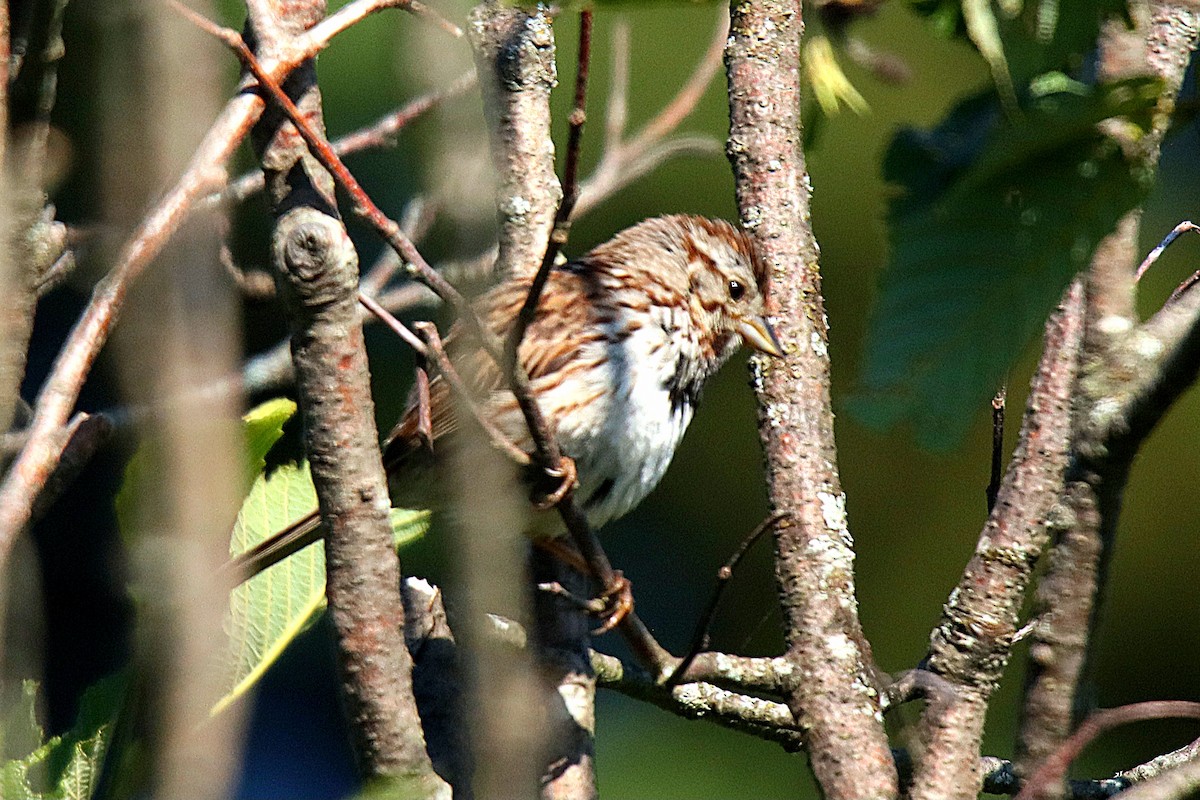 Song Sparrow - ML623117083