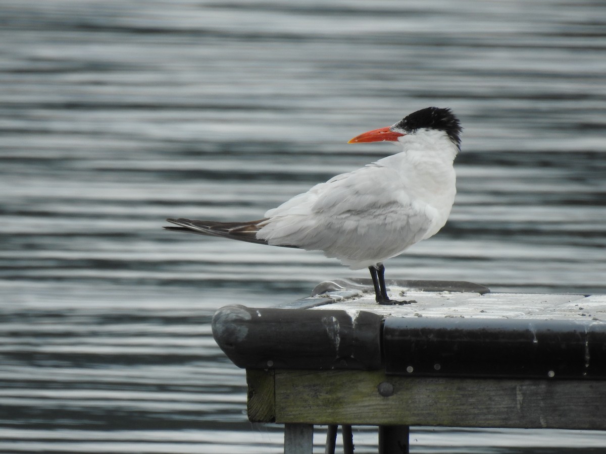 Caspian Tern - ML623117128