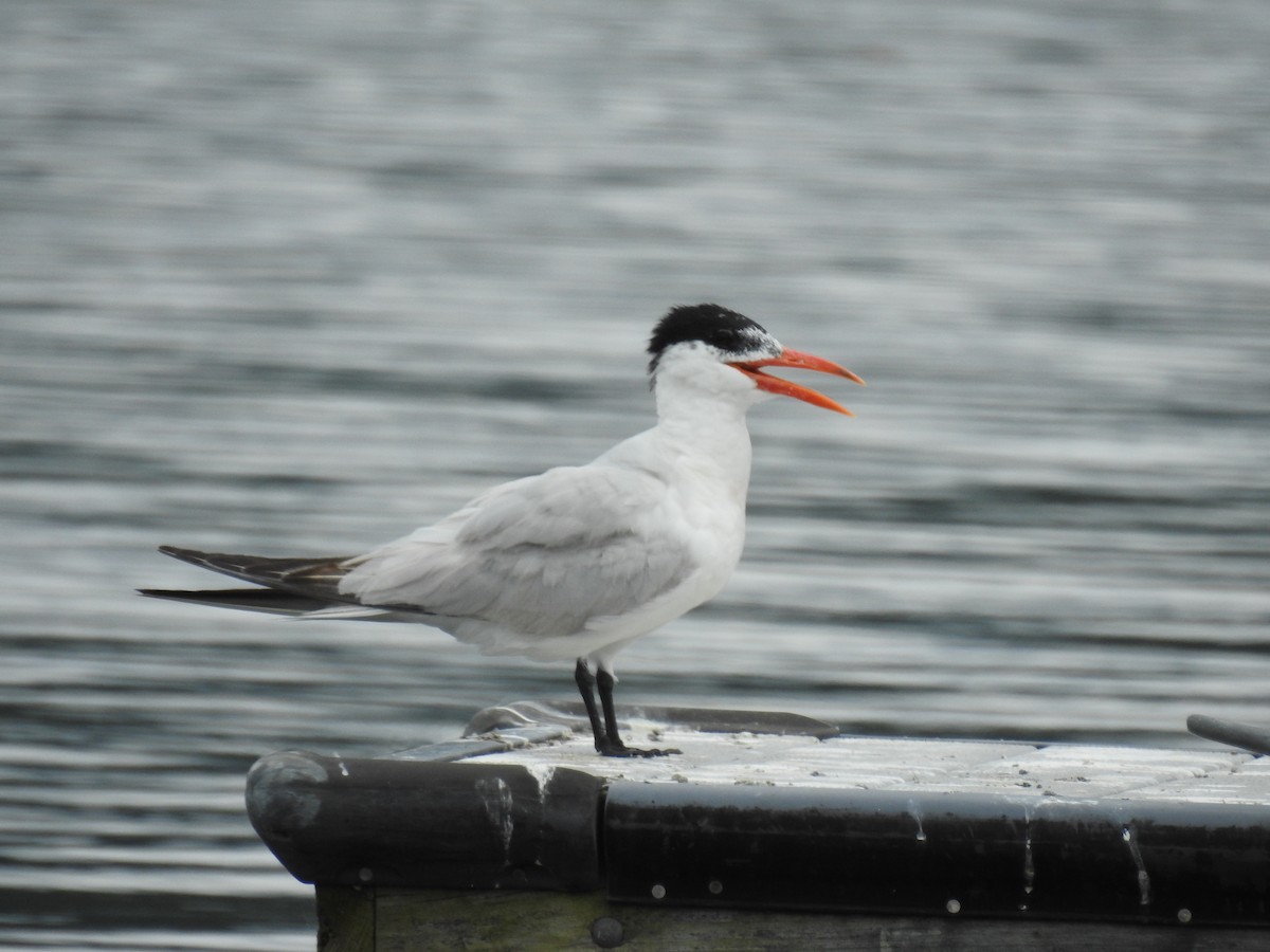 Caspian Tern - ML623117136