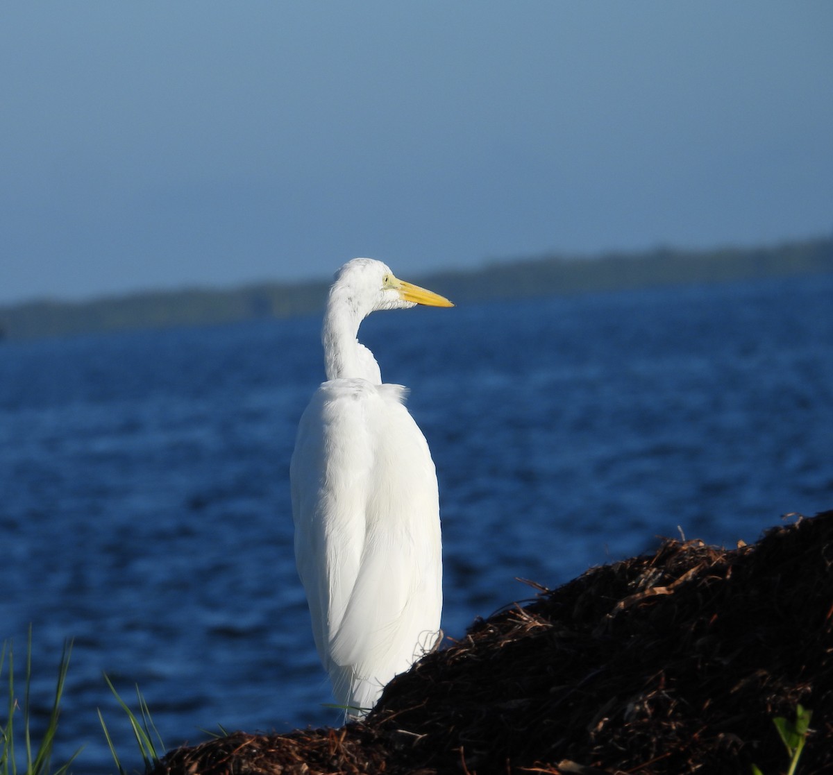 Great Egret - ML623117137