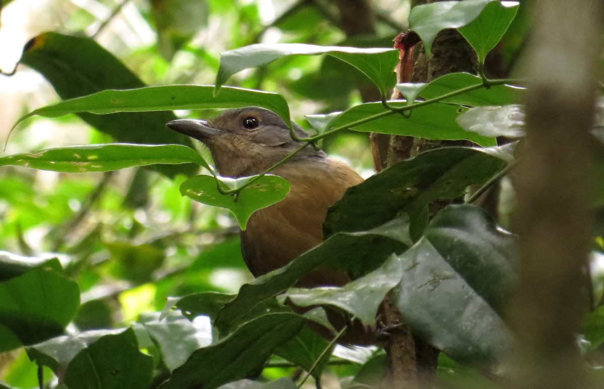 Bower's Shrikethrush - ML623117177