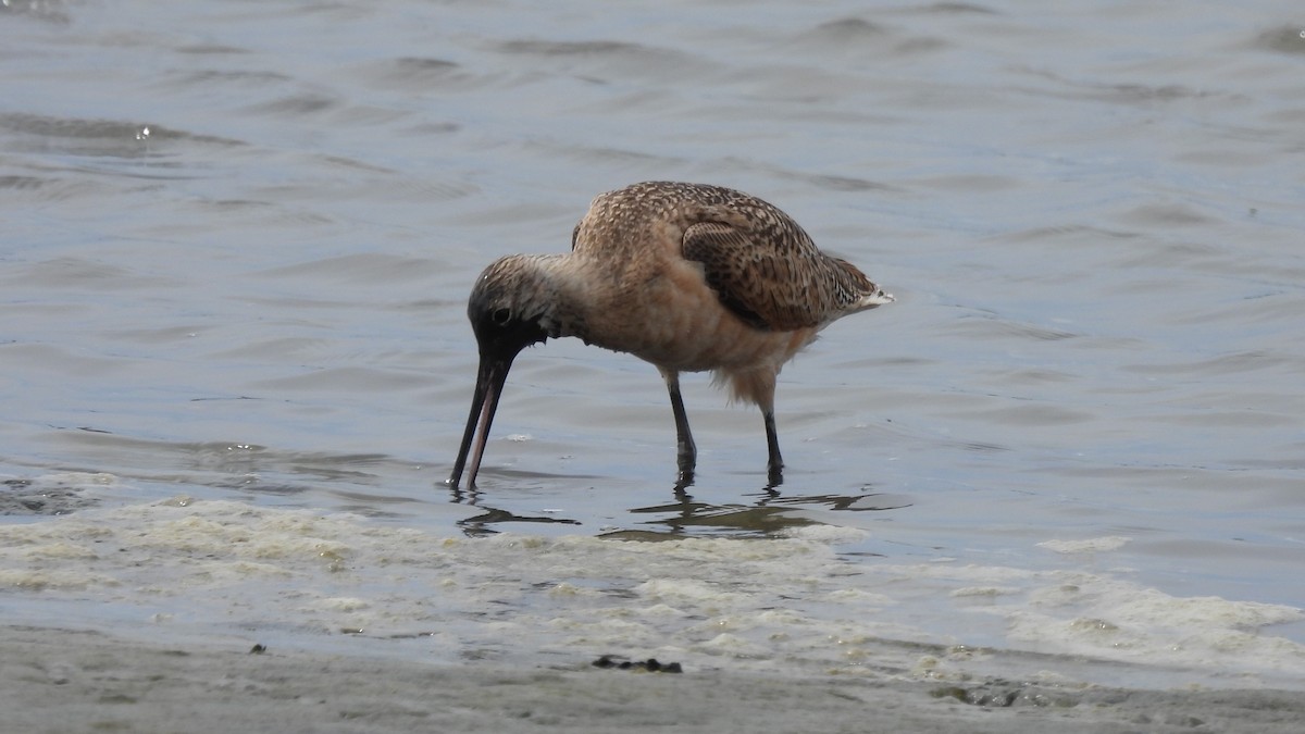 langnebbekkasinsnipe - ML623117188