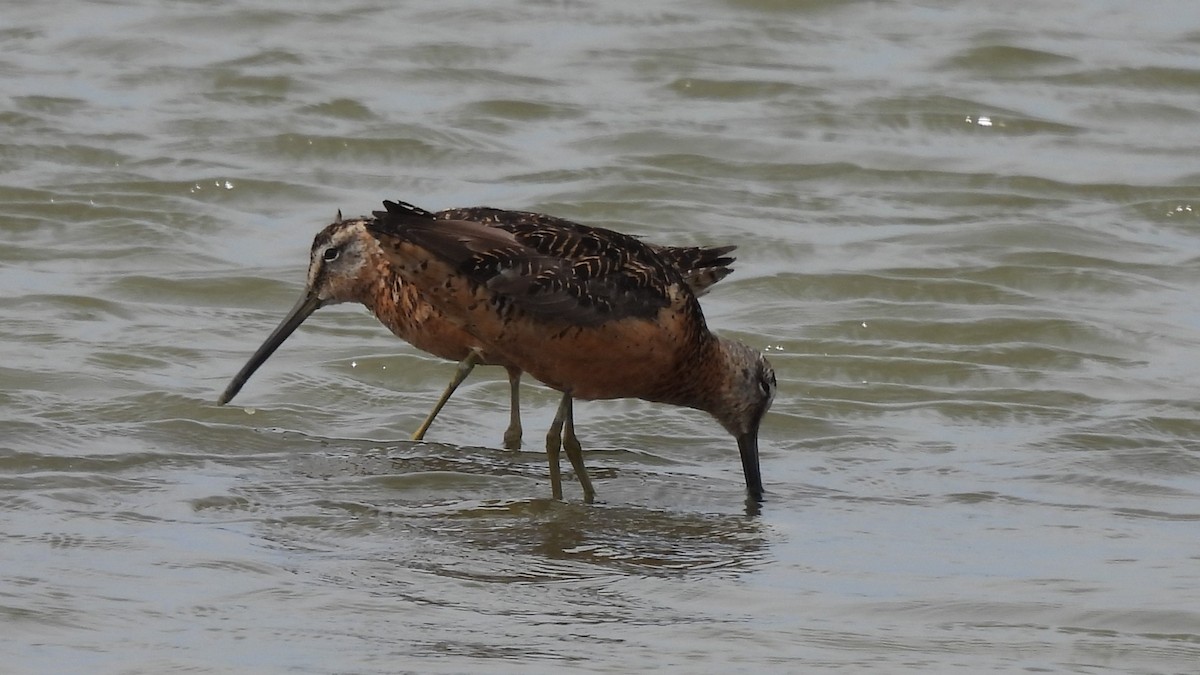 langnebbekkasinsnipe - ML623117189