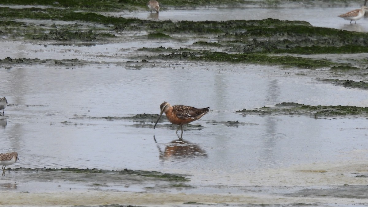 langnebbekkasinsnipe - ML623117190