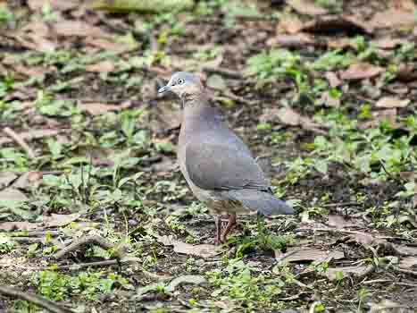 Tolima Dove - ML623117217