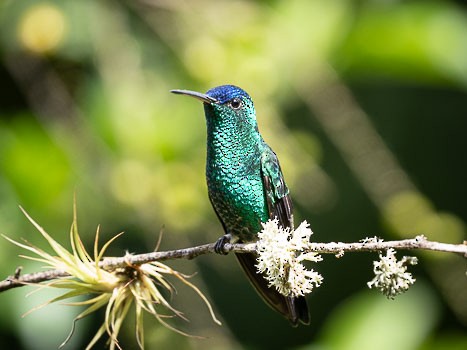 Indigo-capped Hummingbird - ML623117222