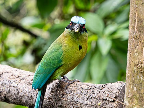 Andean Motmot - ML623117233