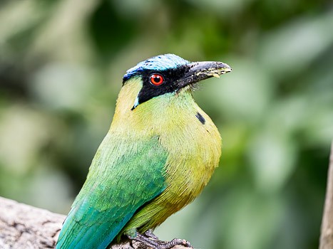 Andean Motmot - ML623117234