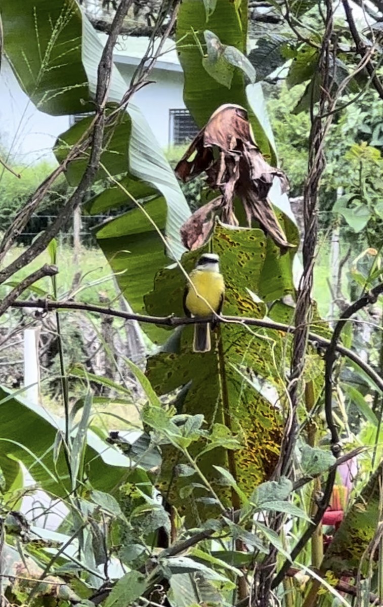 Gray-capped Flycatcher - ML623117244