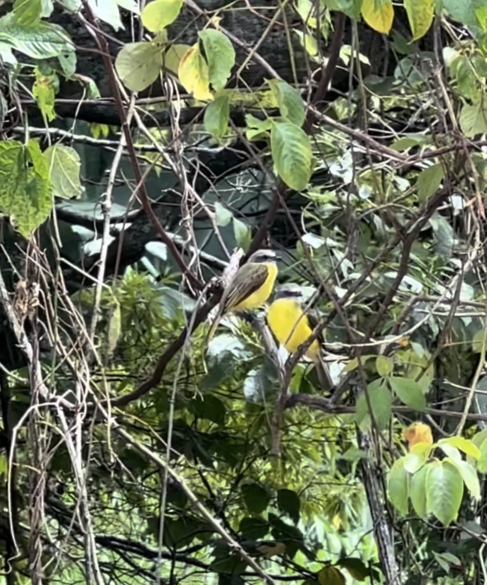 Gray-capped Flycatcher - ML623117246