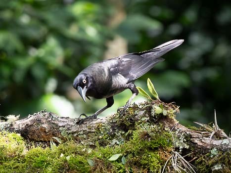 Giant Cowbird - ML623117249