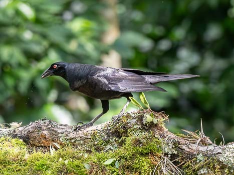 Giant Cowbird - ML623117250