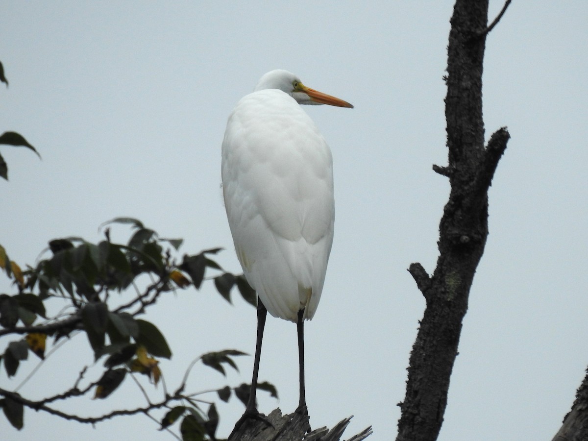 Great Egret - ML623117260