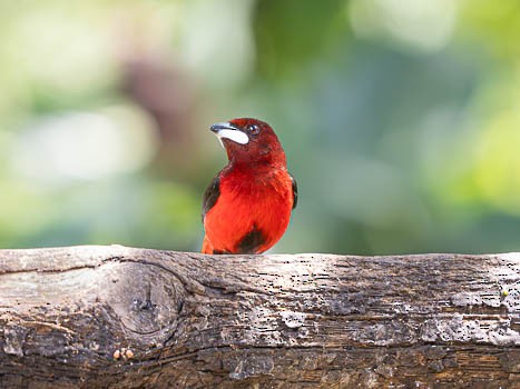 Crimson-backed Tanager - ML623117262