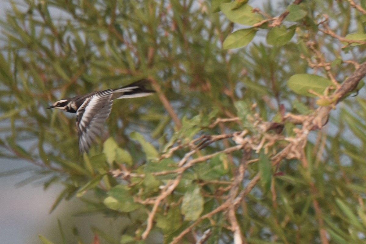 Mekong Wagtail - ML623117280