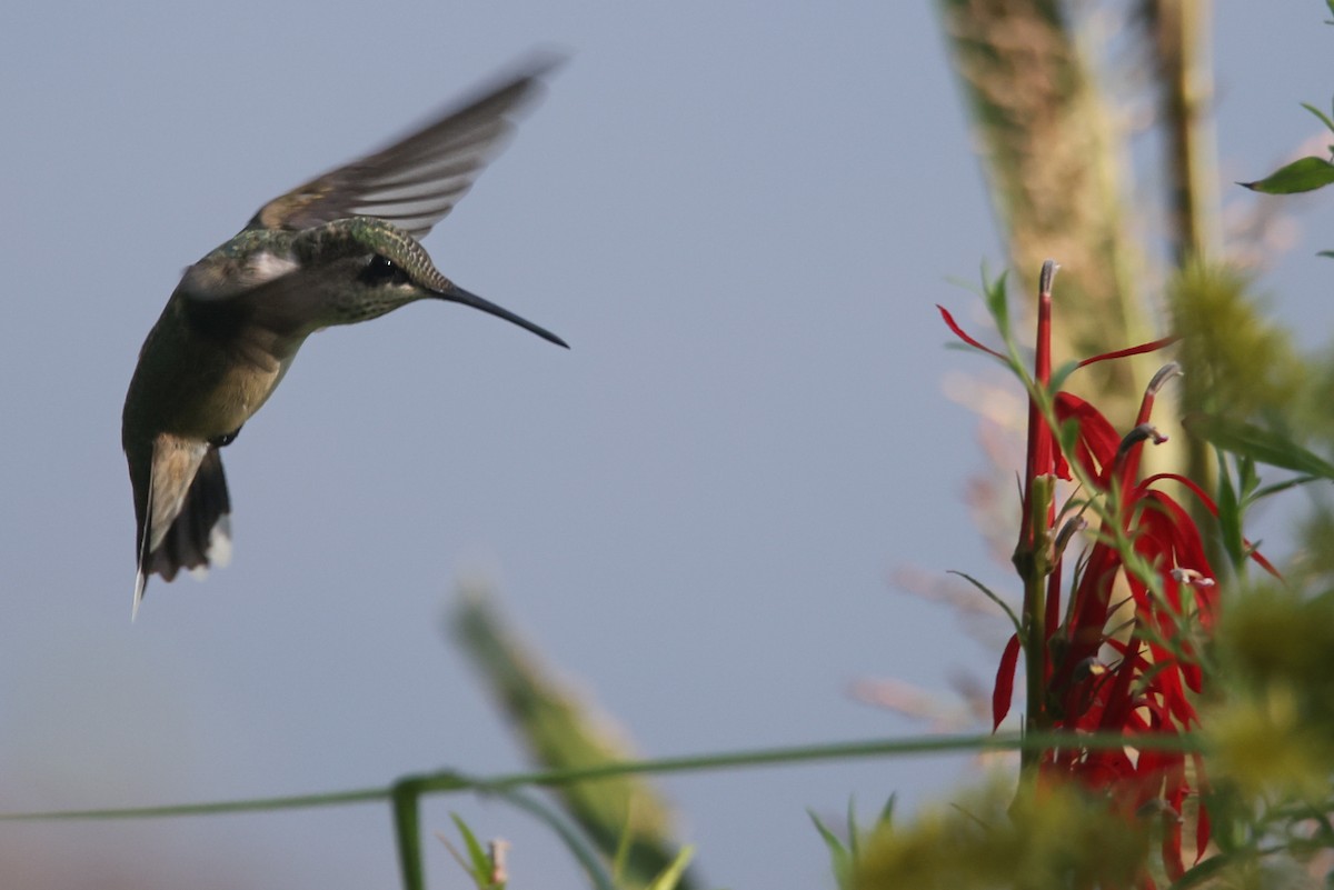 Ruby-throated Hummingbird - ML623117327