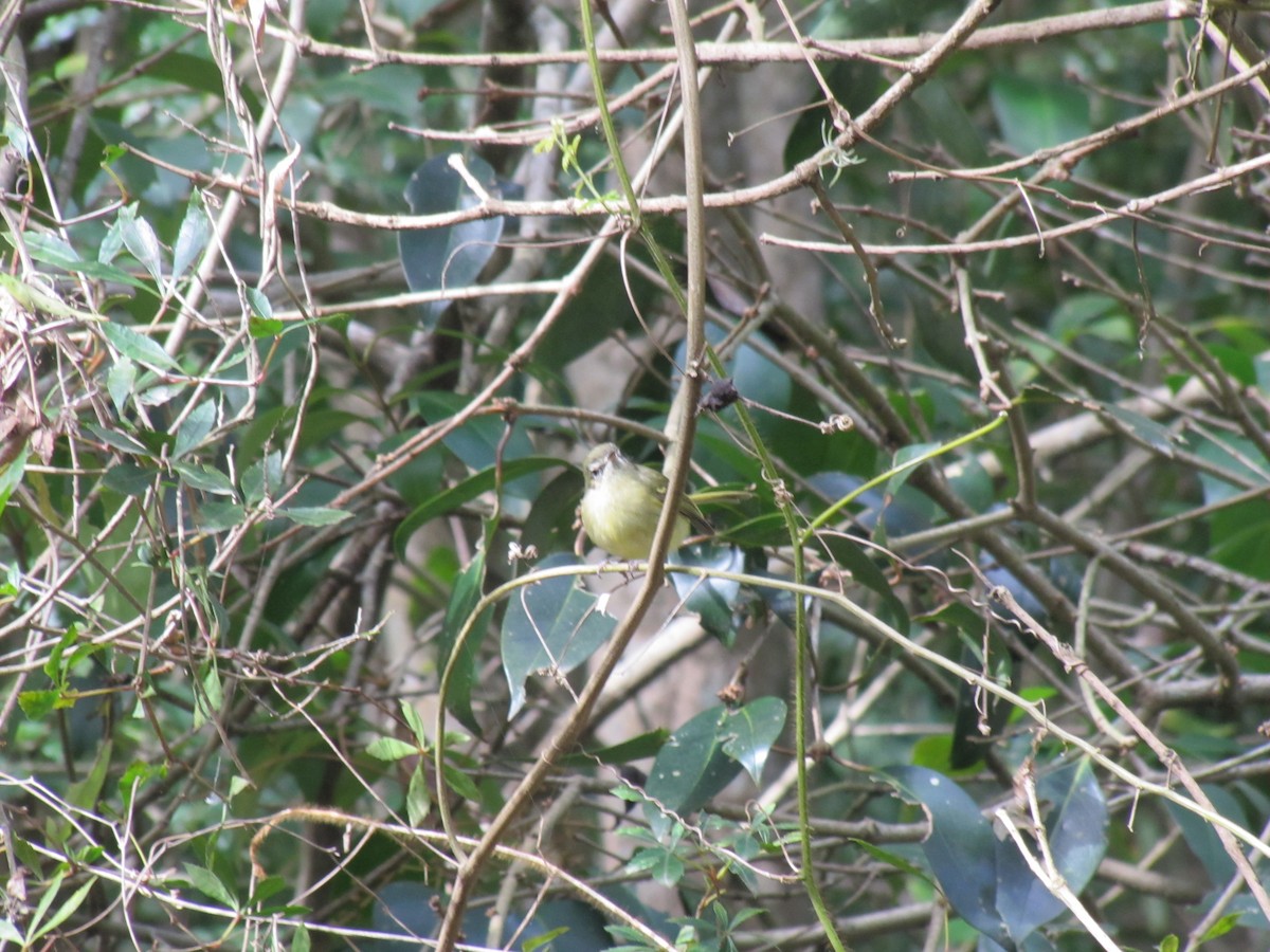 Mottle-cheeked Tyrannulet - ML623117335