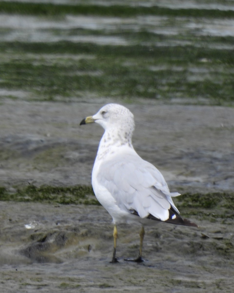 Gaviota de Delaware - ML623117342