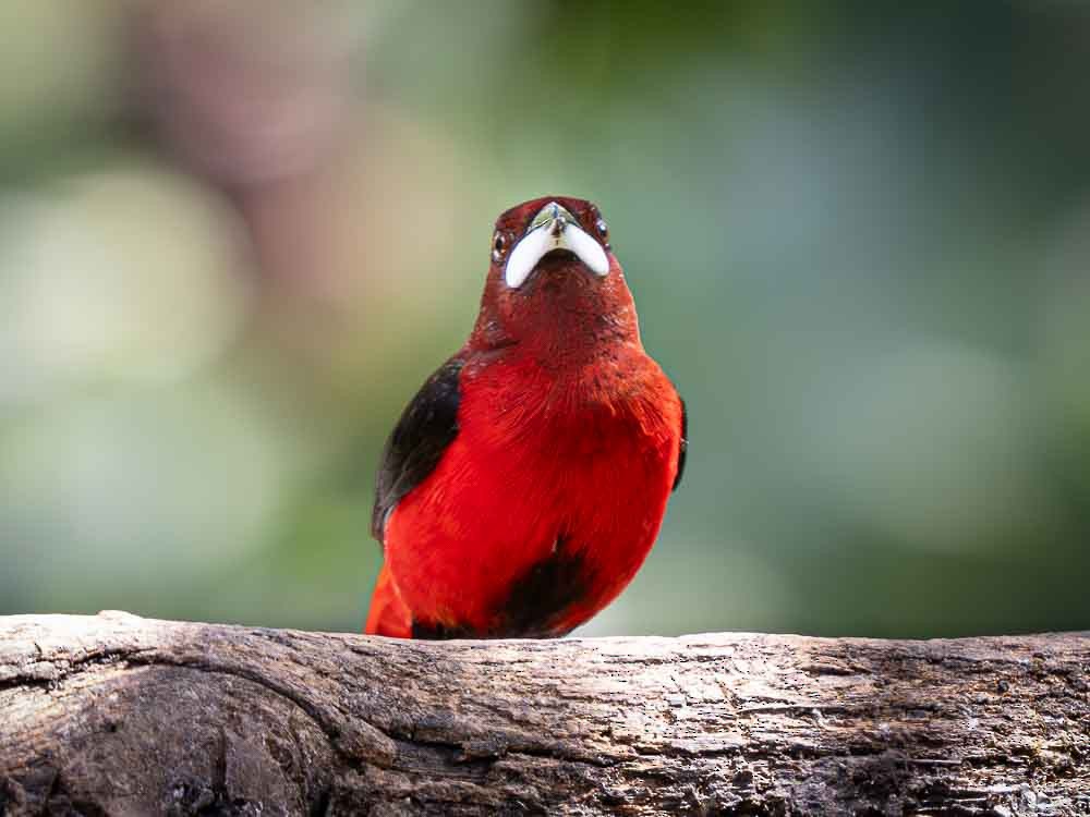 Crimson-backed Tanager - ML623117365