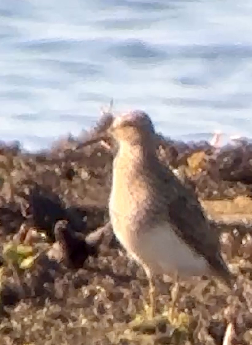 Pectoral Sandpiper - Soule Mary