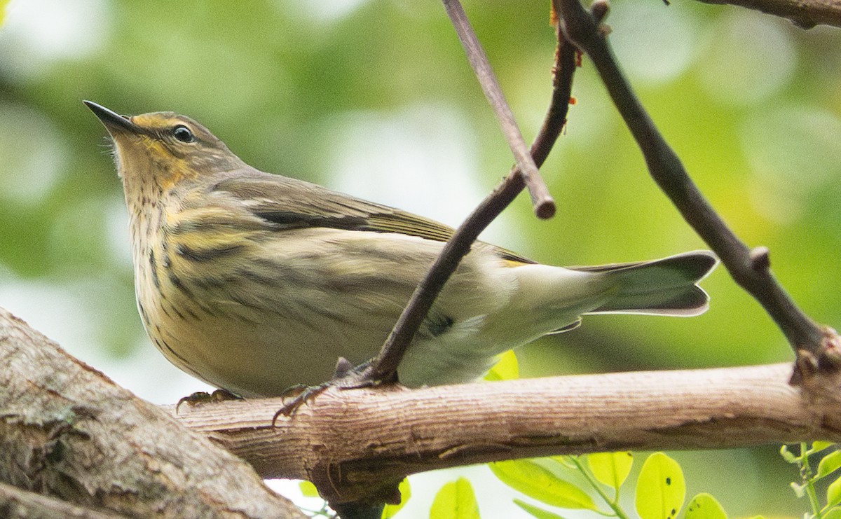 Cape May Warbler - ML623117453