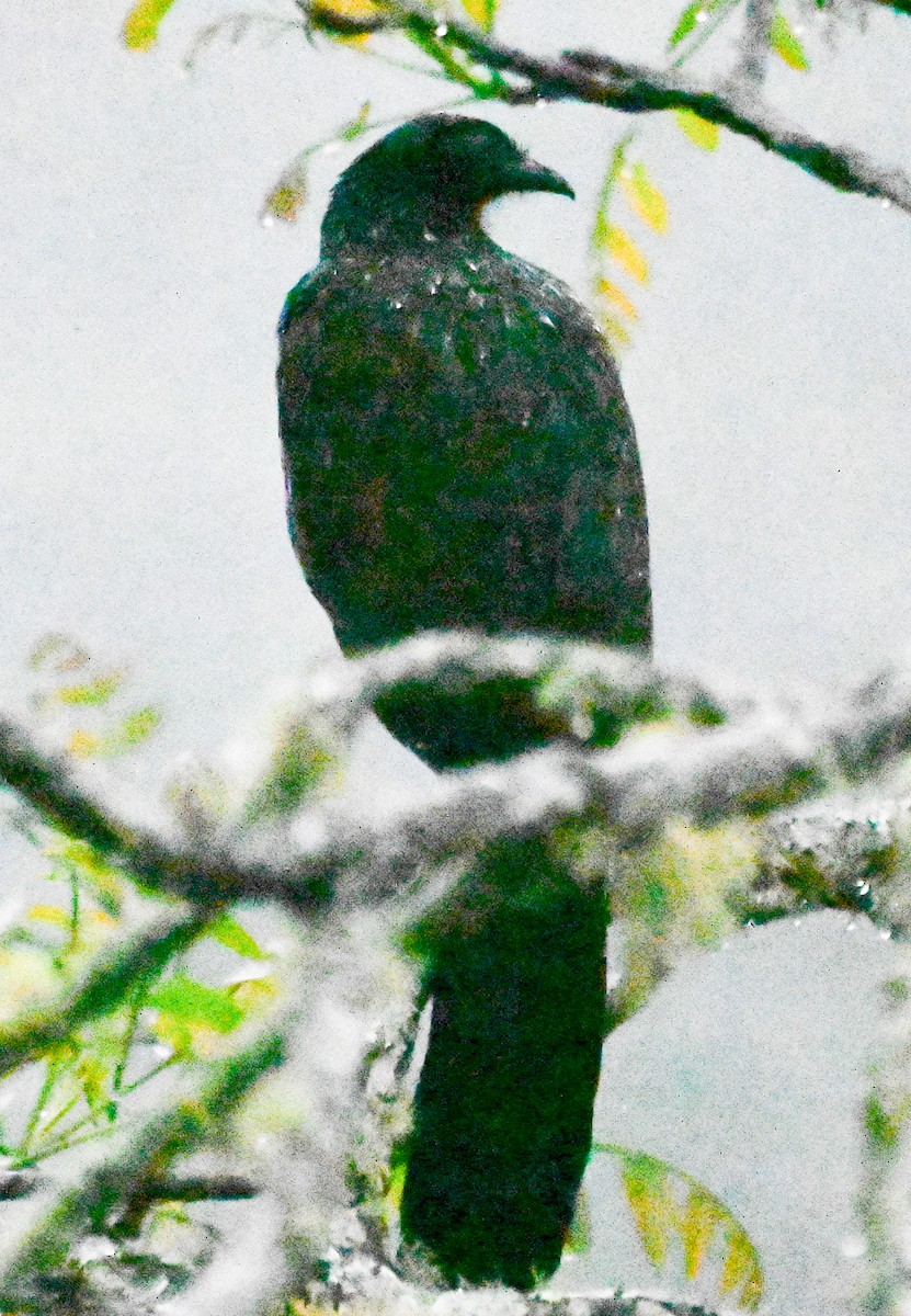 Dusky-legged Guan - ML623117470