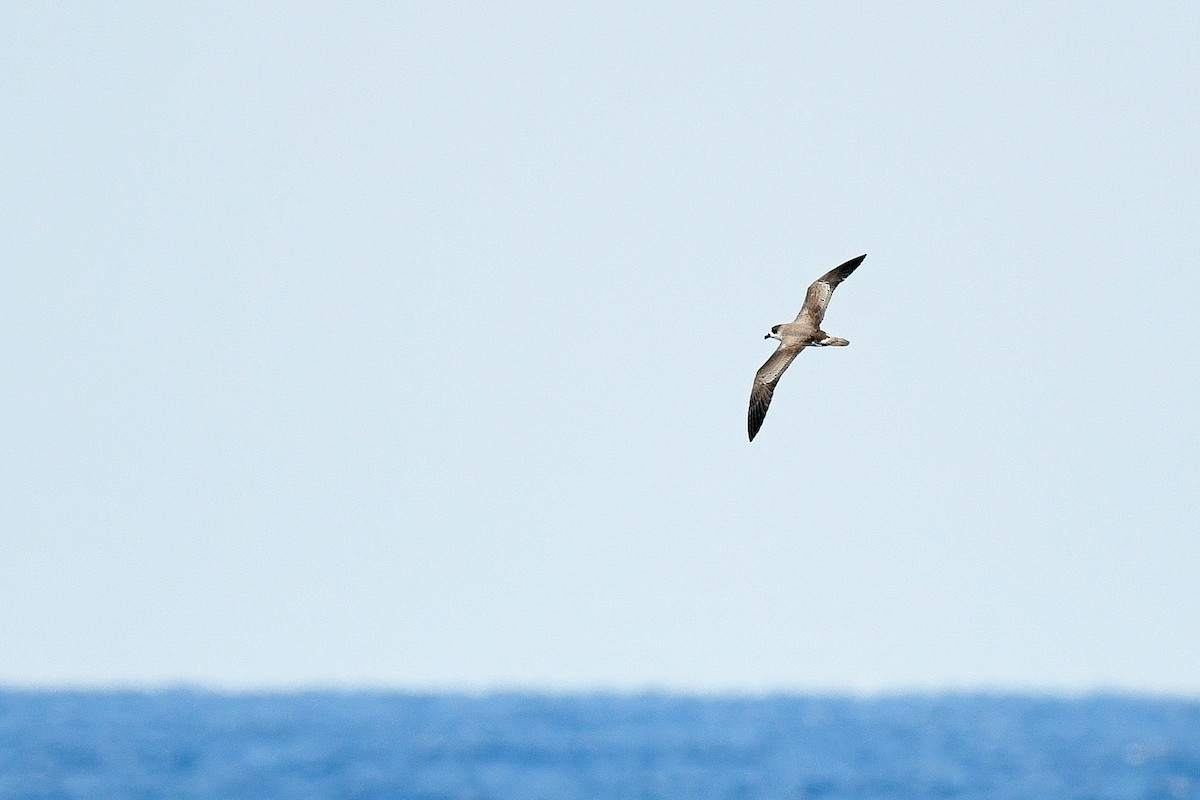 Bermuda Petrel - ML623117495