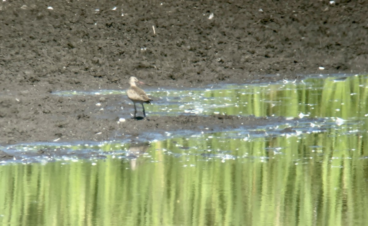 Marbled Godwit - ML623117577