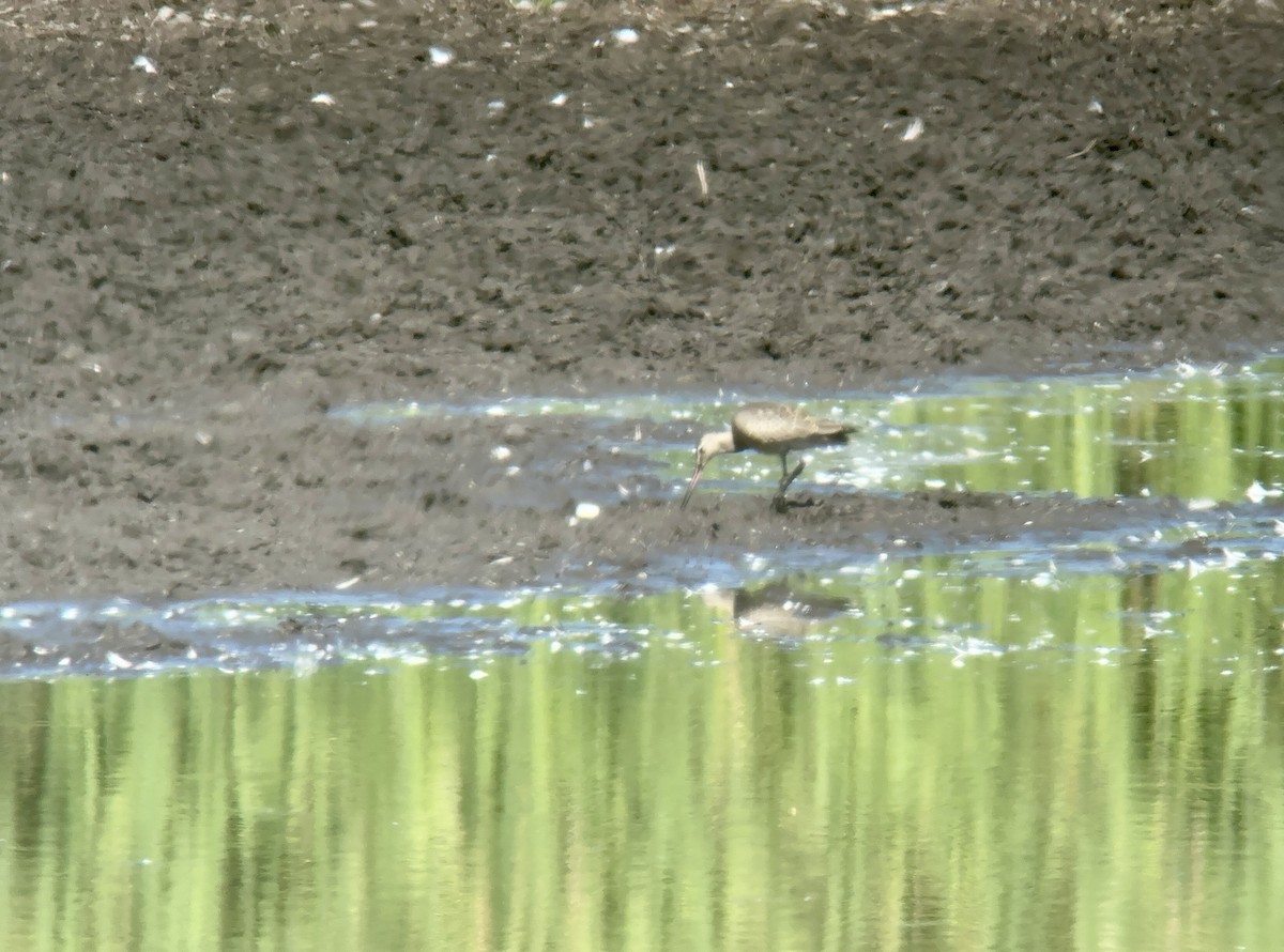 Marbled Godwit - ML623117578