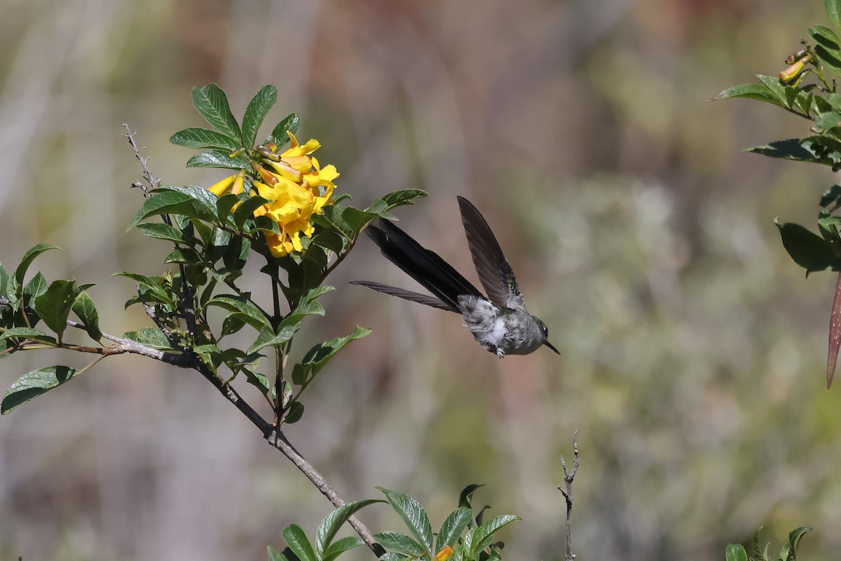 gråbukkolibri - ML623117603