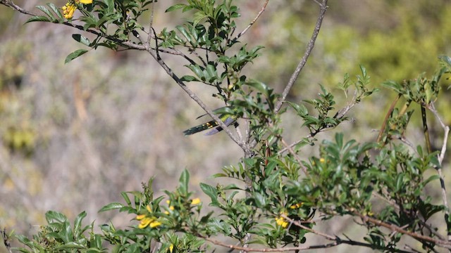 Gray-bellied Comet - ML623117686