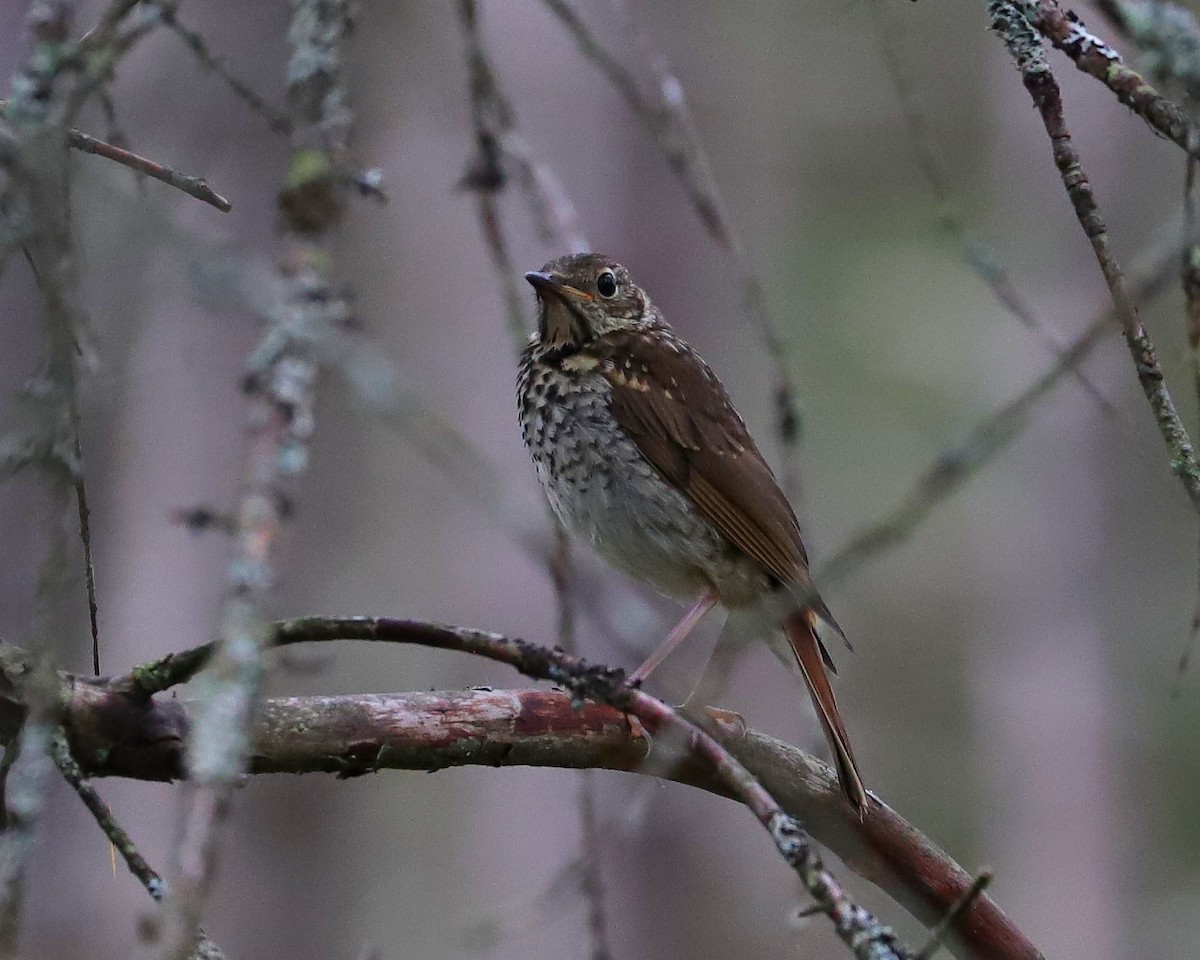 Hermit Thrush - ML623117693