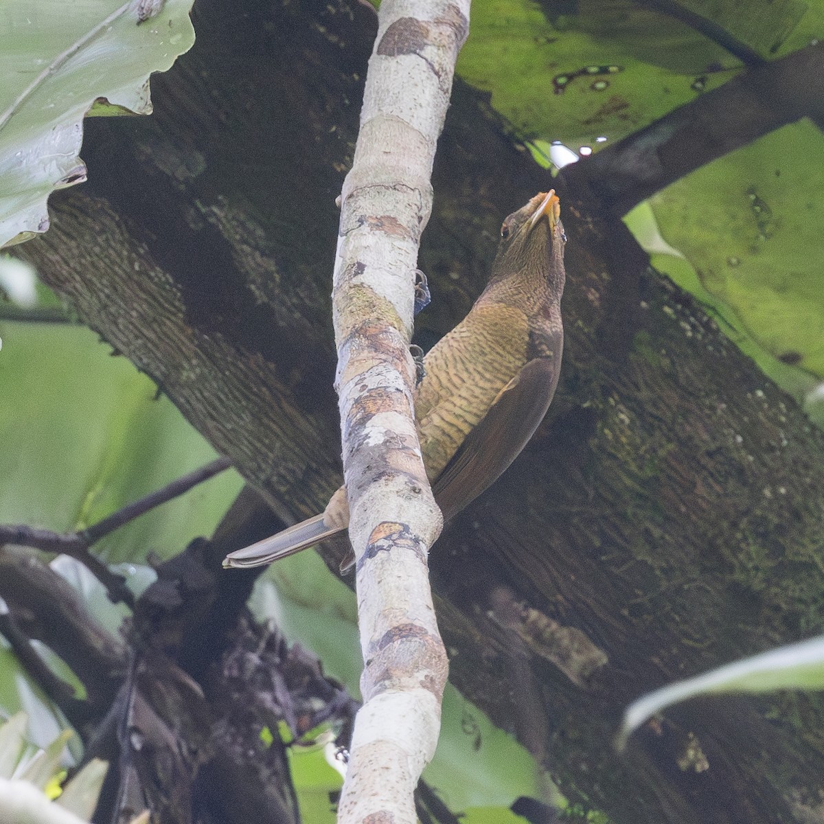 King Bird-of-Paradise - Per Smith